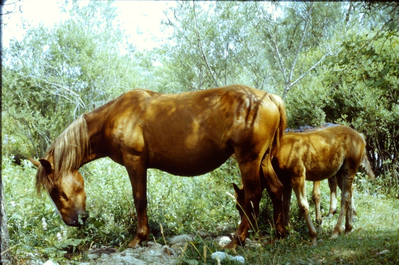 1982 Clan nuova strada - campo naz rover dei monti Ernici - 13 animali in Val Fondillo.jpg