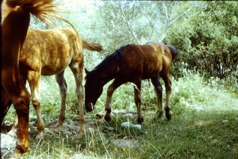 1982 Clan nuova strada - campo naz rover dei monti Ernici - 14 animali in Val Fondillo.jpg