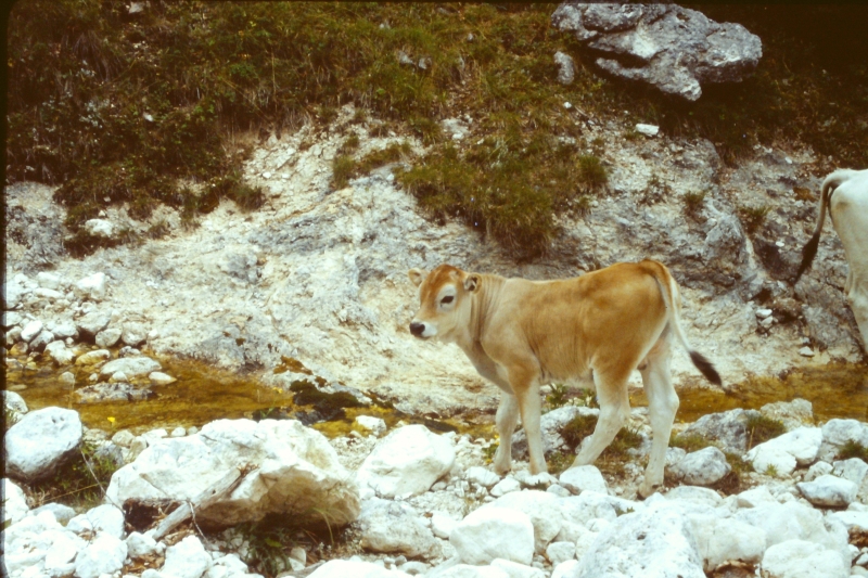 1982 Clan nuova strada - campo naz rover dei monti Ernici - 15 animali in Val Fondillo.jpg