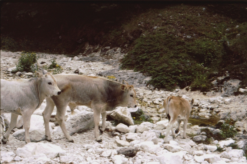 1982 Clan nuova strada - campo naz rover dei monti Ernici - 16 animali in Val Fondillo.jpg