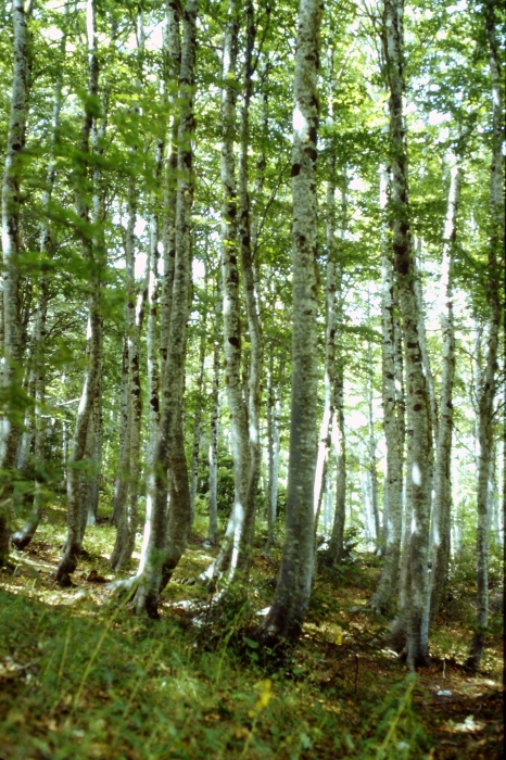 1982 Clan nuova strada - campo naz rover dei monti Ernici - 19 risalendo la val Fondillo.jpg