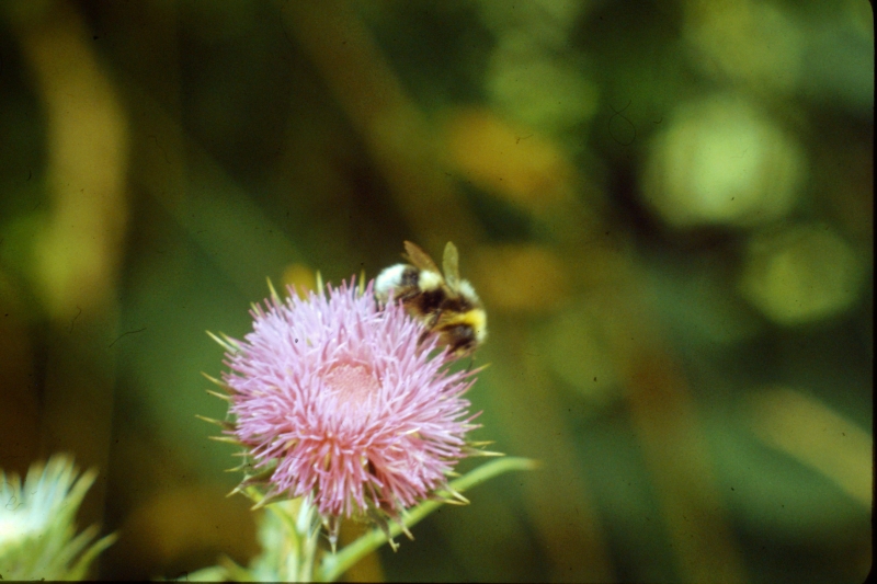 1982 Clan nuova strada - campo naz rover dei monti Ernici - 21 risalendo la val Fondillo.jpg