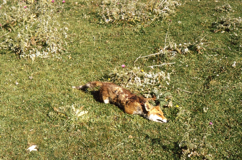 1982 Clan nuova strada - campo naz rover dei monti Ernici - 32 attraversamento della Camosciara.jpg