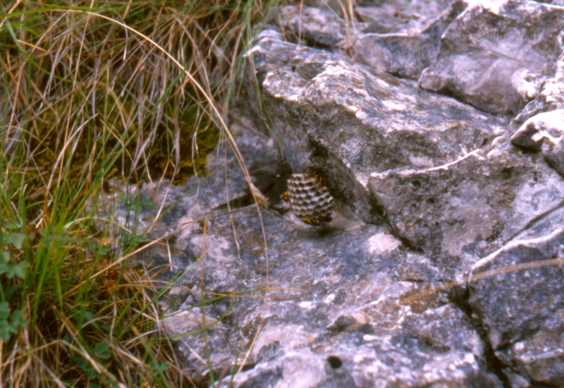 1986 081 Tramonti 14 07.jpg