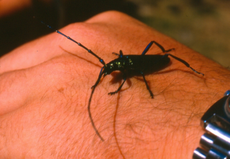 1986 087 Tramonti 14 07.jpg