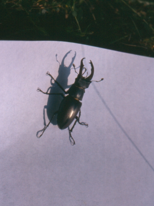 1988 004 Claut 07.jpg