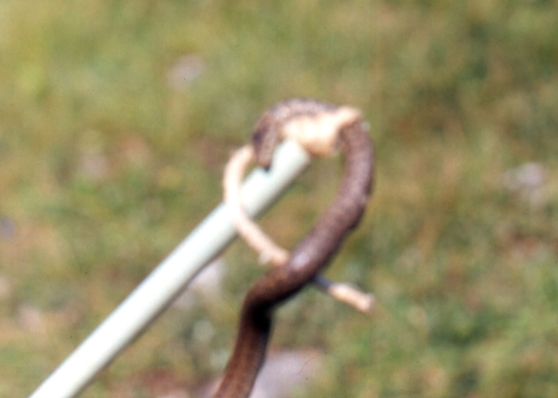 1988 007 Claut 07.jpg