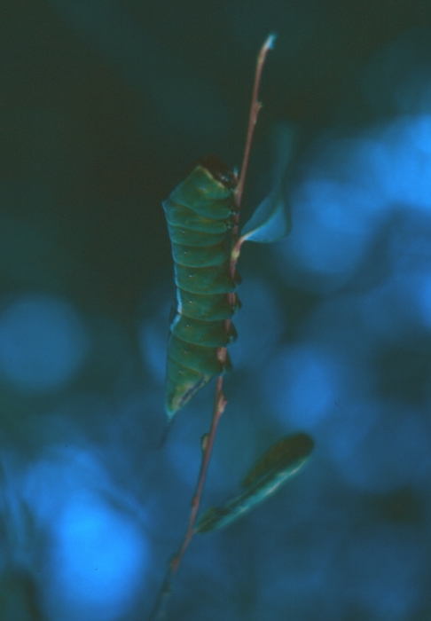 1988 087 Claut 07.jpg