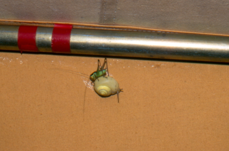 1989 070 Nonta 15 07.jpg