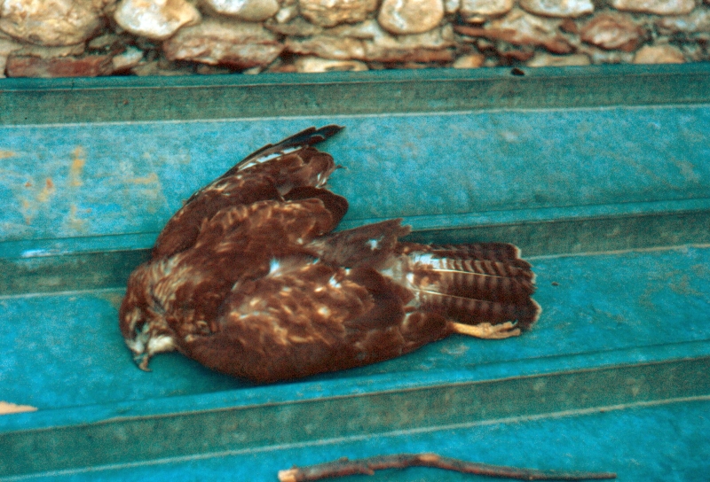 1991 017 Ricordo Pederobba 23 02.jpg