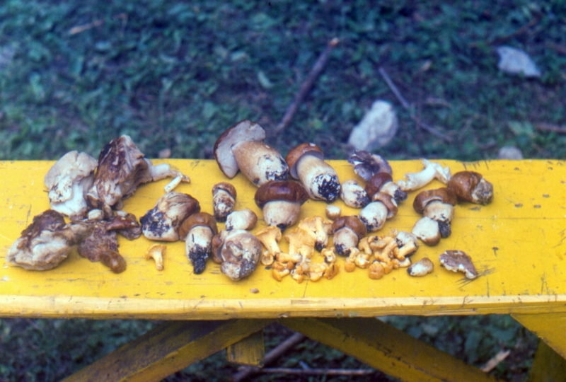 1991 072 Prato C 13 07.jpg