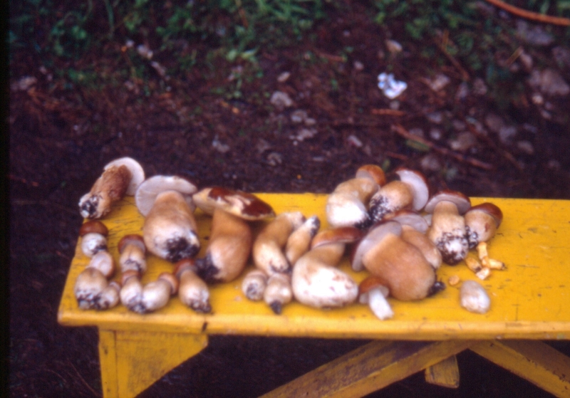 1991 073 Prato C 13 07.jpg