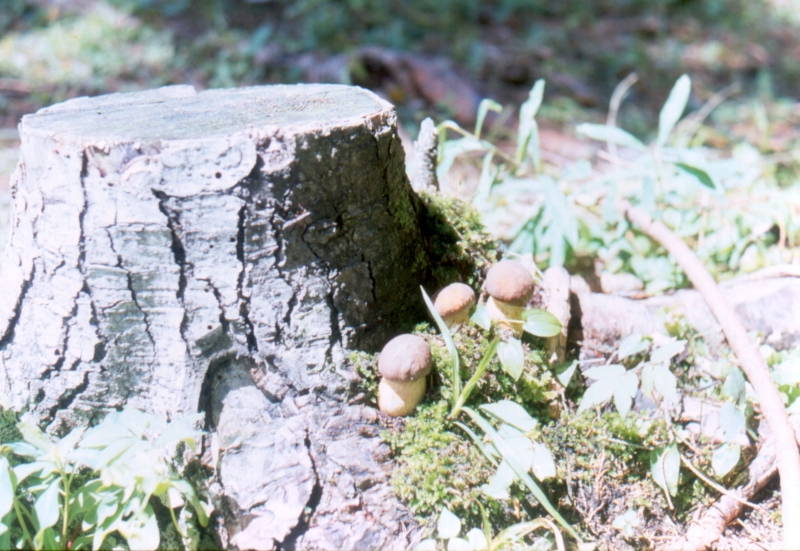 1991 074 Prato C 13 07.jpg