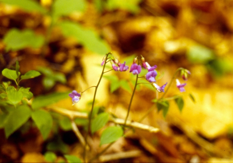 1992 029 Fagarè 04.jpg