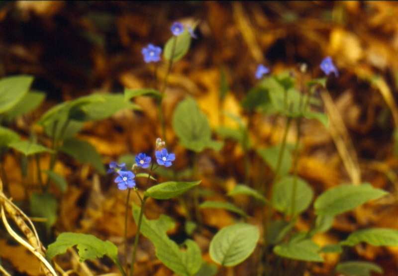 1992 030 Fagarè 04.jpg