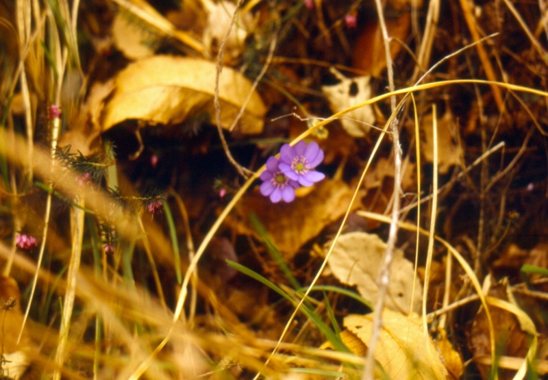 1992 033 Fagarè 04.jpg