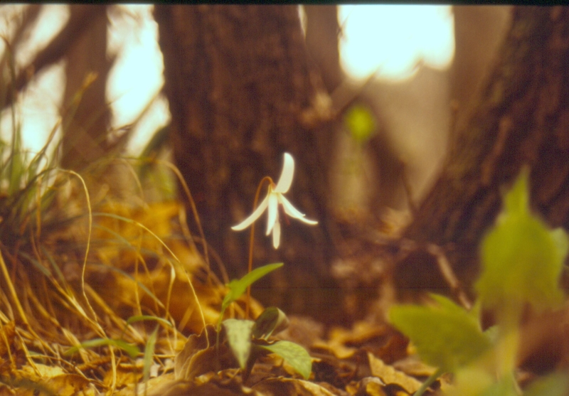 1992 034 Fagarè 04.jpg