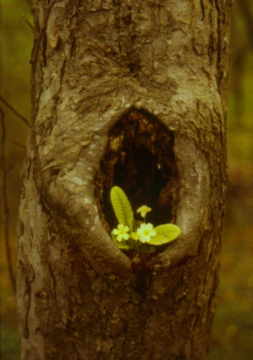 1992 035 Fagarè 04.jpg